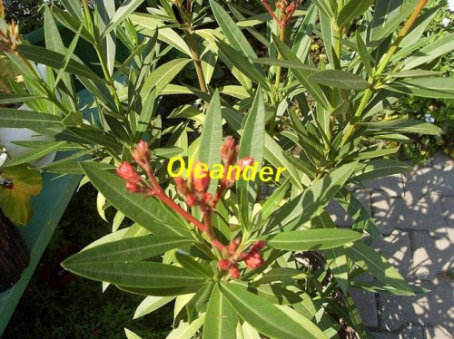 Obrazek