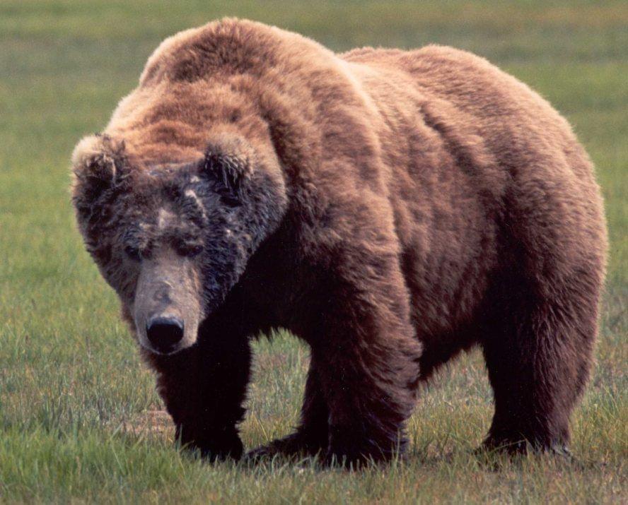 Size comparison of a Siberian tiger and brown bear after scenting the same tree in Anyuisky National Park, Russia : r/interestingasfuck