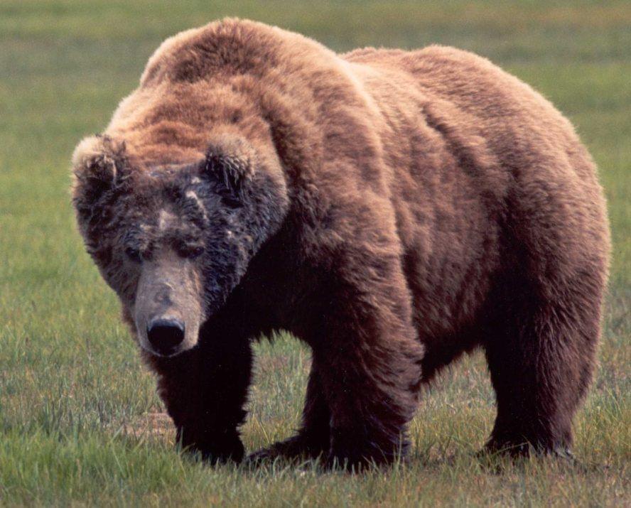 Size comparison of a Siberian tiger and brown bear after scenting the same  tree in Anyuisky National Park, Russia : r/interestingasfuck