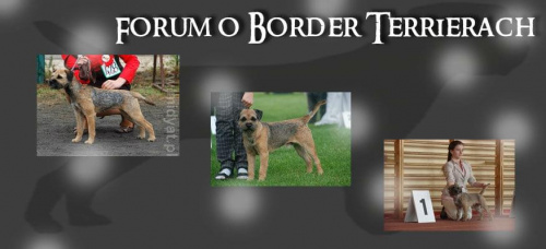 Forum www.borderterrier.fora.pl Strona Gwna