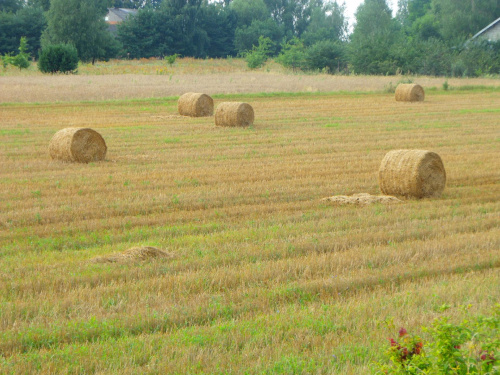 darmowy hosting obrazków