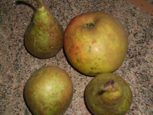 Obrazek