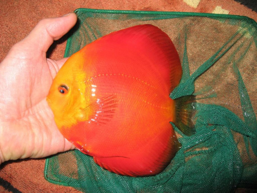 Obrazek