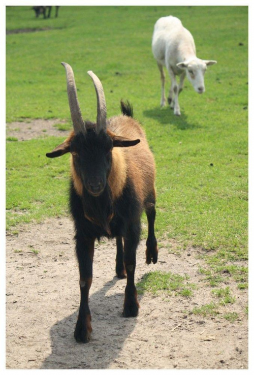 Obrazek