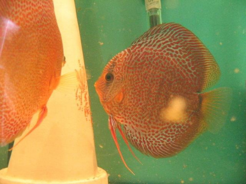 Obrazek