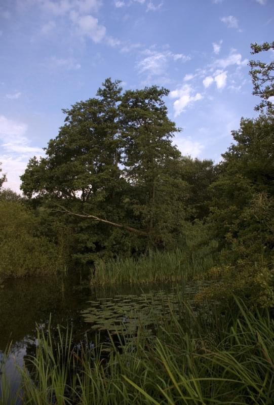 Rozlewiska w pobliżu Kennet and Avon
Canal