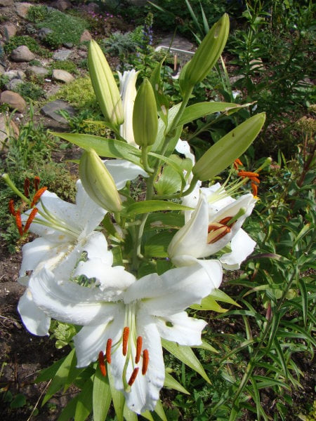 Lilium hybridum 'Siberia'