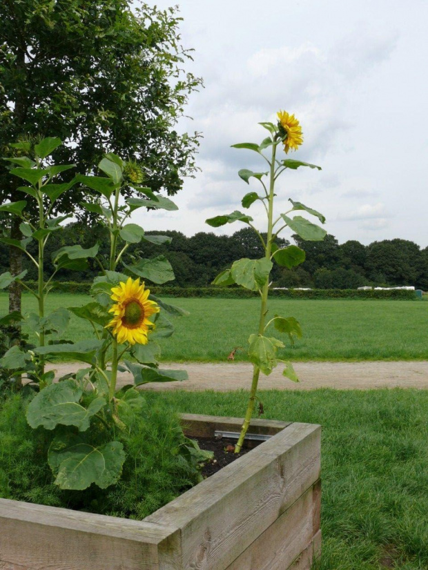 #burrs #CountryPark