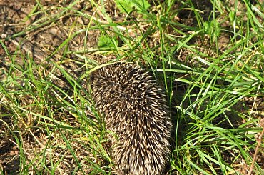 Jeż europejski #MłodyJeż