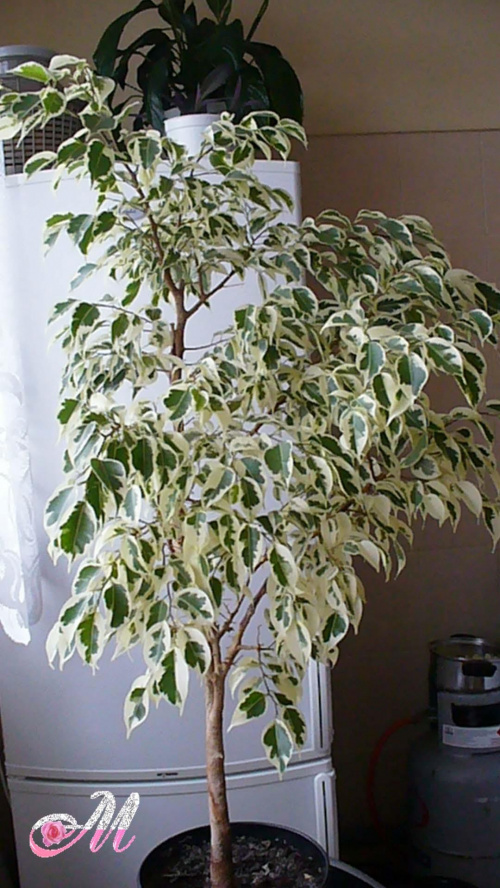 Ficus benjamina 'Starlight' / Fikus benjamina 'Starlight'