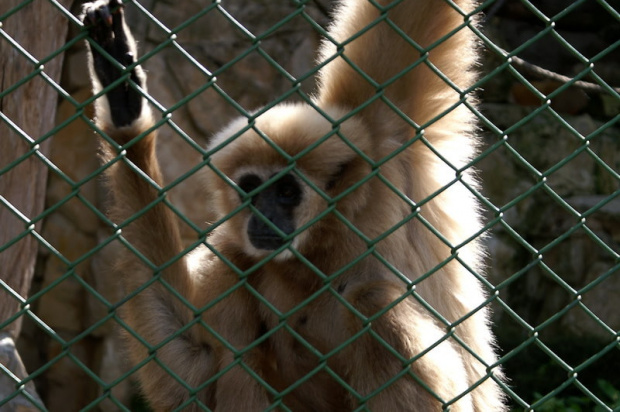 zaprosiłem 3 dzieci i mamę-ciocię do ZOO ale była sjesta zwierzęca i mało było szalonych zwierząt widać :) #ZOO