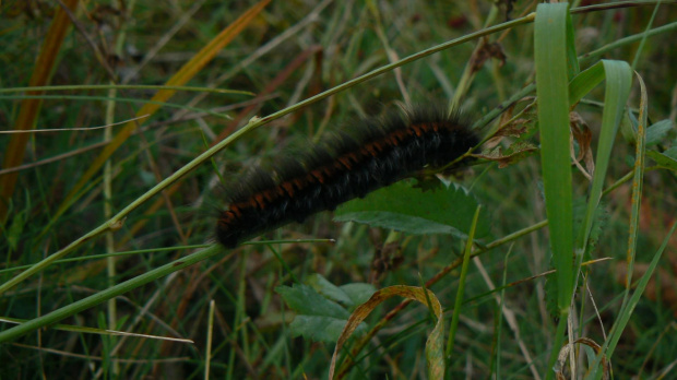 #NaturaPrzyroda