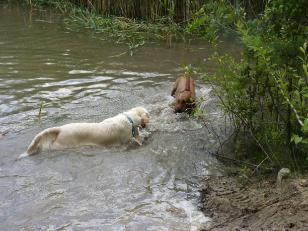 Brutus i Zoja, Choszczówka, lipiec 2011