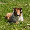 Owczarek Szkocki Collie - Lessi #lessi #lessie #OwczarekSzkockiCollie #pies