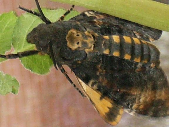 Acherontia atropos