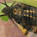 Acherontia atropos