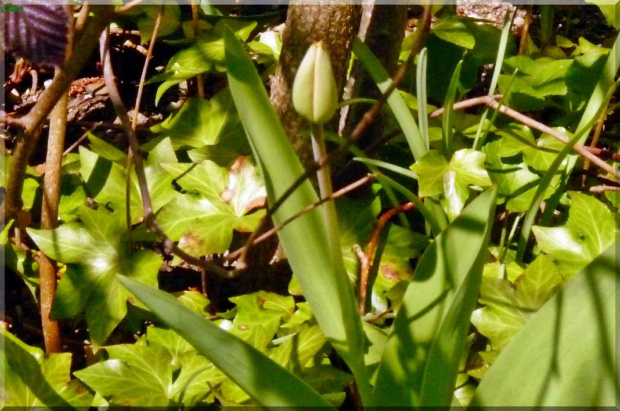 Oczarowana wiosna...:)