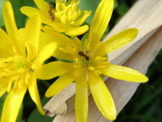 pzk #pzk #natura #przyroda #tapeta #wiosna #makro #żółty