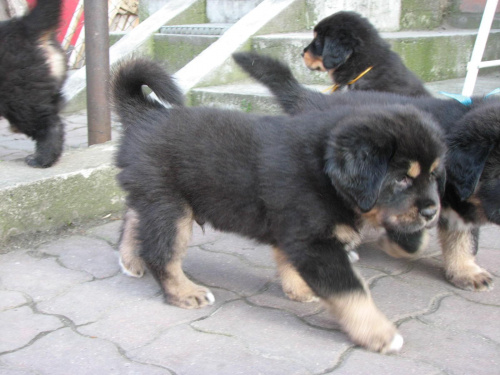 Airon - pomarańczowy chłopiec #psy #SzczeniakiMastifaTybetańskiego #MastifTybetański