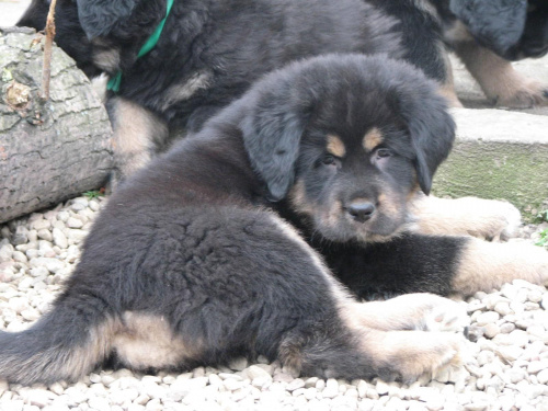 Airon - pomarańczowy chłopiec #psy #SzczeniakiMastifaTybetańskiego #MastifTybetański
