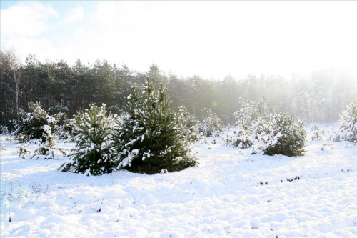 #zima #las #śnieg #droga #PolanaSłońce #Bralin