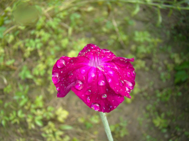 Królowa deszczu #firletka #kwiaty