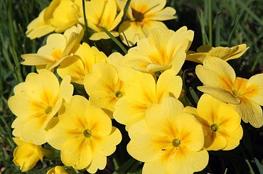 ... #Bralin #wiosna #kwiaty #bratki