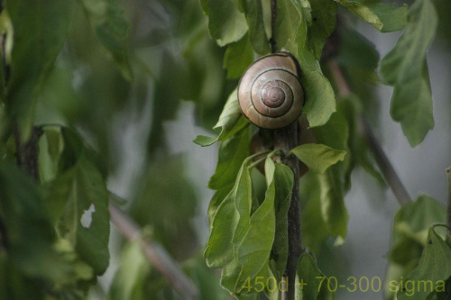 canon 450d + sigma dg 70-300 macro