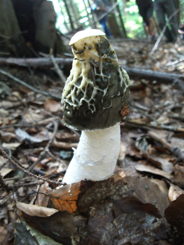 Sromotnik bezwstydny (Phallus impudicus L.)gatunek grzybów z rodziny sromotnikowatych (Phallaceae). Występuje w dwóch odmianach: Phallus impudicus var. impudicus L. oraz Phallus impudicus var. togatus.Jego owocnik to w stadium młodocianym jajowaty, roz...