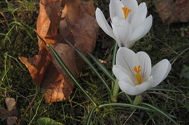 Pożegnanie jesieni i powitanie wiosny #jesień #Krokus #liśc #wiosna