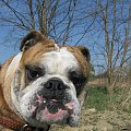 Buldog Angielski Marian Belmondo #BuldogAngielski #EnglishBulldog