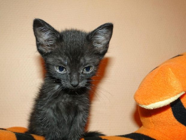 Koty do adopcji #adopcja #adopcje #Gliwice #kocięta #kot #kotki #koty #pomoc #przygarnę #schronisko #zaadoptuję #zwierzęta