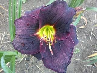 Black Ambrosia