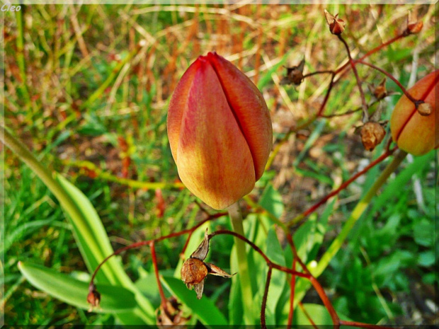 Zauroczona swieza zielenia,,
i niesamowita gama kolorow kwiatow.,
Po niebie blekitnym RA podrozuje,
i co dzien zsyla cieplejsze promienie.
Ziemia w cudownych kwiecia barwach tonie,
ptaszeta od switu do nocy spiewaja.
I ja sie na skrzydlach wiosny unosz...