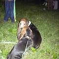 Lipiny 2011