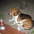 lipiny 2011