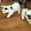 ur. 22.07.2011 #kociaki #kot #kotki #koty #MałeKoty #zwierzęta