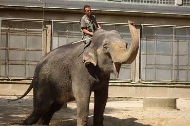 Cviceniu sloniu.ZOO w Libercu. #Słoń #ZOO #Liberec