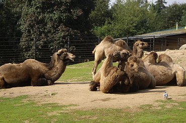 ZOO w Libercu. #ZOO #Liberec