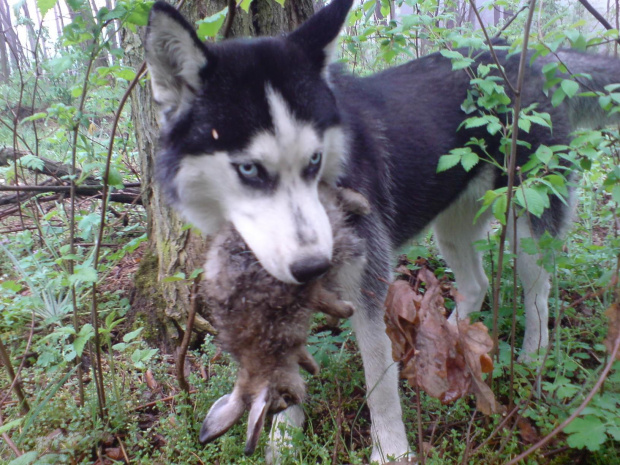 #husky