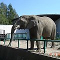 #słoń #zwierzęta #zoo