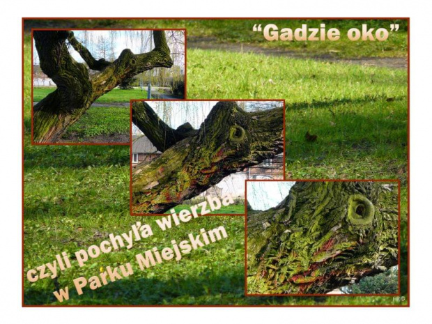Jest tak stara, ze najstarsi ludzie ją pamiętają, wszystkie pokolenia dzieci na nią wchodzą i wchodziły, a i niektore psy nawet, nie wspomnę moich! #ParkMiejski #wierzba #Gdańsk #drzewo