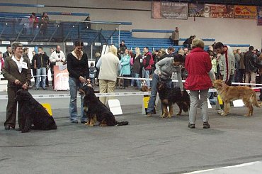 CACIB KATOWICE 29.03.2008 #CIRYSZNADRZEKIMASKAWY #HOVAWART