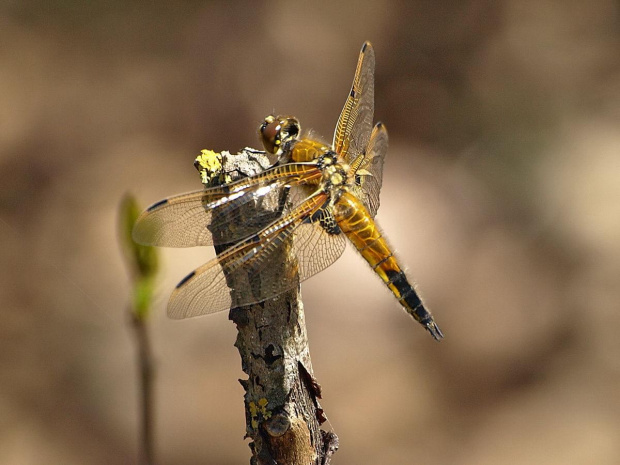 Ważka czarnoplama-czteroplama (Libellula quadrimaculata)