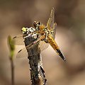 Ważka czarnoplama-czteroplama (Libellula quadrimaculata)