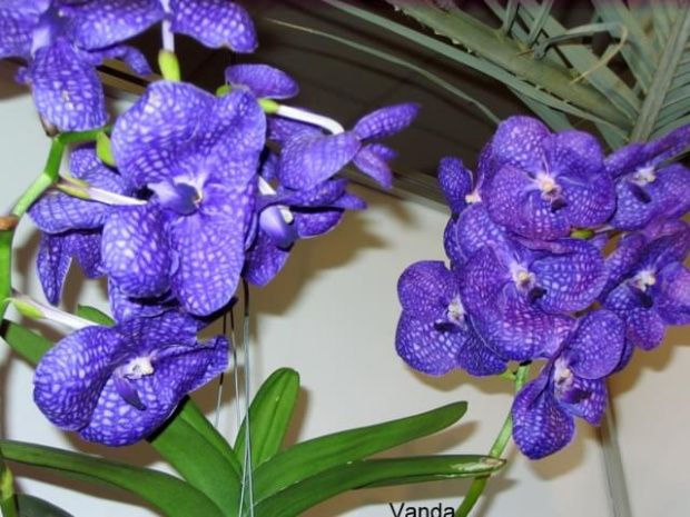 vanda blue