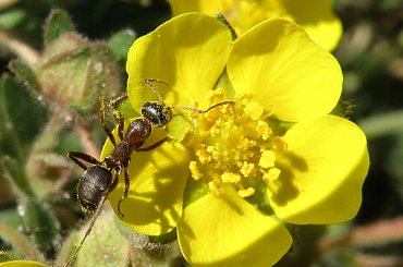 Żarłoczna mrówka, na wypasie :) #żarcie #makro #mrówka #kwiaty #pzk #łąka