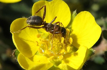 Żarłoczna mrówka, na wypasie :) #żarcie #makro #mrówka #kwiaty #pzk #łąka