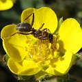 Żarłoczna mrówka, na wypasie :) #żarcie #makro #mrówka #kwiaty #pzk #łąka