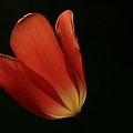 #tulipan #kwiat